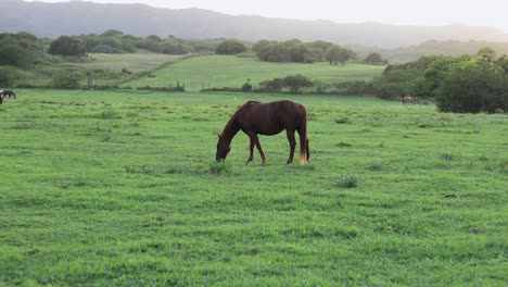 Still-shot-of-a-large-brown-horse-grazing-and-feeding-on-the-lush-green-grass-on-a-ranch-in-Hawaii