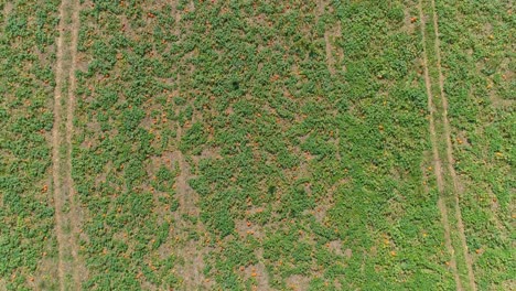 Eine-Luftaufnahme-Von-Amischen-Ackerland-Und-Landschaft-Mit-Kürbisfeldern-An-Einem-Sonnigen-Sommertag