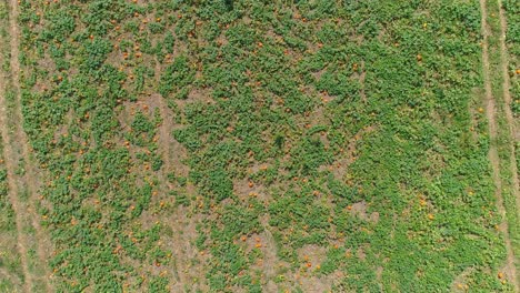 Eine-Luftaufnahme-Von-Amischen-Ackerland-Und-Landschaft-Mit-Kürbisfeldern-An-Einem-Sonnigen-Sommertag