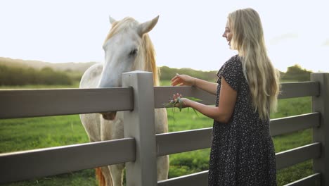 Golden-Hour-shot-of-a-beautiful-woman-hand-feeding-a-large-white-horse-over-a-fence-on-a-ranch-in-Hawaii