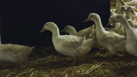 Close-up-of-food-bins-feeding-breeder-layer-ducks-in-indoor-farm