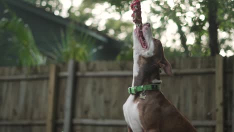 Brown-and-White-Pitbull-Terrier-Mix-Chews-on-Rope-Hanging-From-Tree-With-Wooden-Fence-in-Background