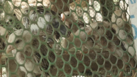 Small-Chicks-Inside-Green-Cage-In-Province