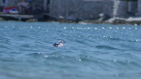 Seagull-calmly-swimming-on-the-surface-of-the-sea