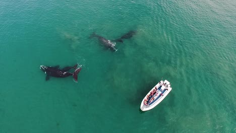 Southern-right-whales-next-to-a-zodiac-boat-during-a-whale-watching-tour-in-patagonia-argentina-drone-shot-birdeye