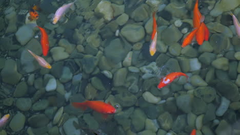 Brightly-coloured-Koi-carp-fish-swimming-and-feeding-in-Oriental-water-garden,-slow-motion-shot