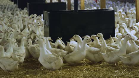 Panning-down-in-indoor-farm-to-many-white-breeder-layer-ducks-feeding-at-large-feed-bins