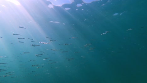 Unterwasseransicht-Einer-Kleinen-Fischschule-Im-Mittelmeer-An-Der-Küste-Von-Mallorca-In-Spanien-Bei-Alcudia