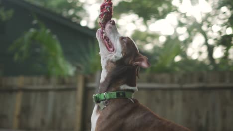 Brown-and-White-Pitbull-Terrier-Mix-Jumps-After-Rope-Hanging-From-Tree-With-Wooden-Fence-in-Background