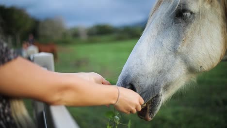 Close-up-golden-hour-shot-of-a-woman-hand-feeding-a-large-white-horse-over-a-fence-on-a-ranch