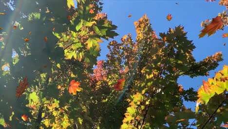 Fall_autumn_3d-Animierter-Hintergrund-Auf-Einem-Echten-Herbstvideohintergrund
