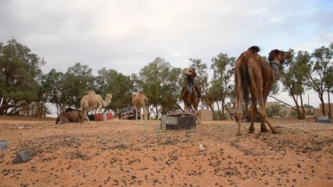 Campamento-De-Camellos-En-La-Entrada-De-Las-Dunas-Del-Desierto-Del-Sahara,-Marruecos