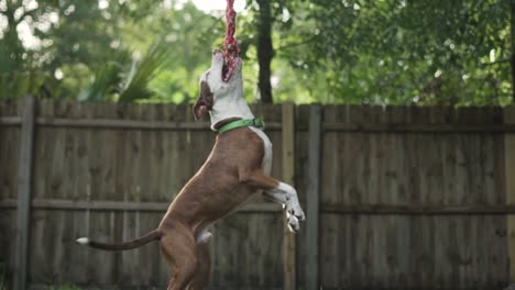 Brown-and-White-Pitbull-Terrier-Mix-Chews-on-Rope-Hanging-From-Tree-With-Wooden-Fence-in-Background