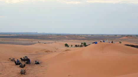 Berbere-Mann-Mit-Kamelherde,-Der-In-Der-Sahara-Wüste-Spazieren-Geht