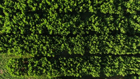 Top-down-aerial-above-fruit-orchard-in-Pennsylvania-at-magic-hour