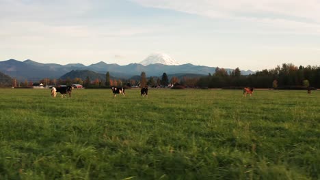 Trucking-shot-of-cows-grazing-in-open-pasture-dairy-farm-in-Washington-State-with-Mount-Rainier-and-Cascade-foothills-in-background