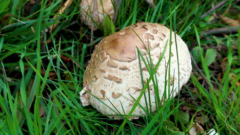Chlorophyllum-rhacodes,-a-bun-shaped-fungi,-growing-on-the-grass-verge-beside-a-road-in-Rutland,-United-Kingdom
