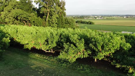 Rising-aerial-turn-reveals-peach-orchard-on-hillside,-Lancaster-County-farmland-on-sunny-summer-evening