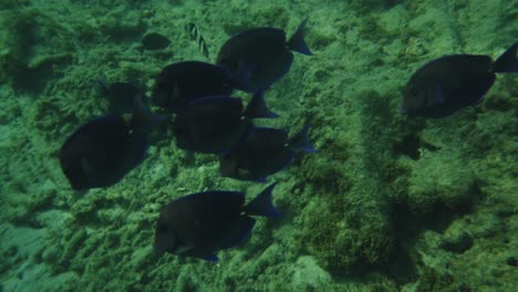 Holländisches-Karibisches-Riff-Auf-Der-Insel-Curacao-Mit-Schwimmenden-Skalaren-Und-Papageienfischen