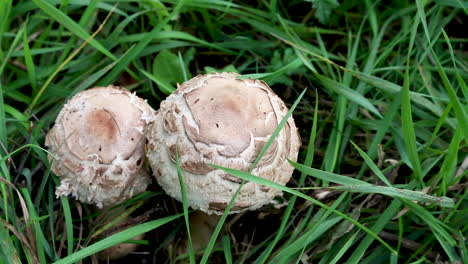 Two-bun-shaped-fungi,-Chlorophyllum-rhacodes,-growing-on-the-grass-verge-in-Rutland,-United-Kingdom