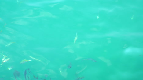 Viele-Schöne-Fische-Im-Meer