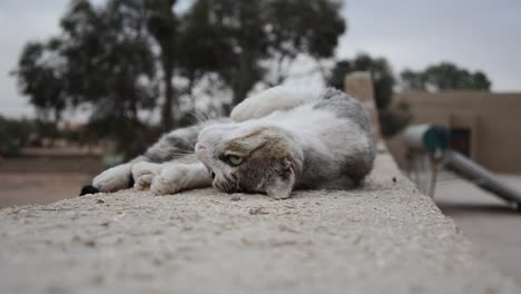 Süße-Verspielte-Katze-An-Der-Hotelwand-In-Merzouga,-Marokko