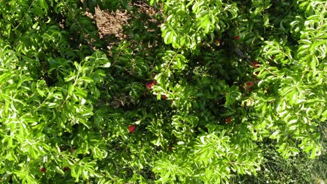 Aerial-tilt-of-many-ripe-peaches-hanging-on-tree-during-windy-summer-day