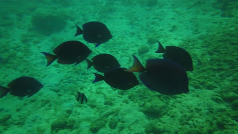 Ein-Fischschwarm,-Der-An-Diesem-Tropischen-Korallenriff-In-Die-Gleiche-Richtung-Schwimmt