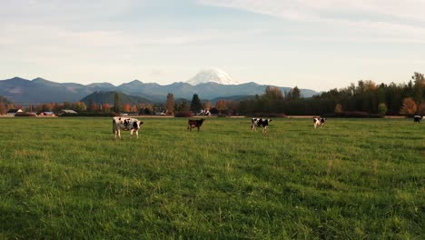 Toma-Estacionaria-De-Vacas-Pastando-En-Una-Granja-Lechera-De-Pasto-Abierto-En-El-Estado-De-Washington-Con-El-Monte-Más-Lluvioso-Y-Las-Estribaciones-En-Cascada-En-El-Fondo