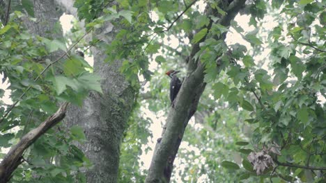 Woodpecker-High-Up-in-Tree-Looking-for-Food