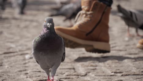 Pigeon-walking-on-a-square-in-180-fps-slow-motion,-with-a-man-boot-stepping-in-the-frame