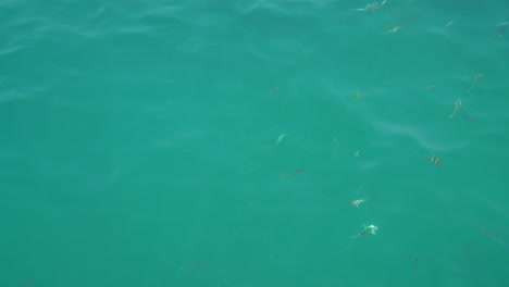 Viele-Schöne-Fische-Im-Ozean-Meer