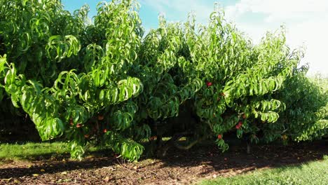 Glatte-Niedrige-Luft-Zeigt-Obstgarten-Voller-Obstbäume-Und-Roter-Reifer-Pfirsiche