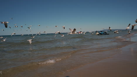 Large-Flock-of-Seagulls-Glide-By-on-a-Beach