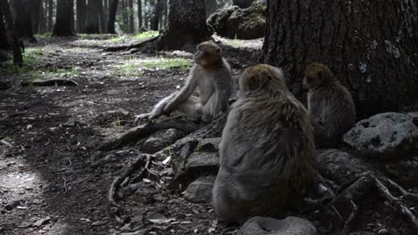 Hermosos-Monos-Peleando-Por-Territorio-En-Un-Bosque-De-Marruecos