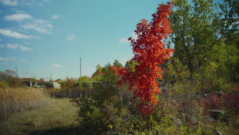 A-solitary-tree-with-red-leaves-stands-amongst-the-greenery-on-an-autumn-day,-as-the-breeze-gently-blows-its-leaves