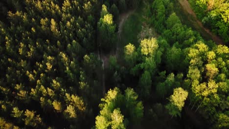 Aerial-Footage-of-Car-Driving-Through-Forest-Road