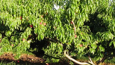 Push-in-shot-on-ripe-red-peaches-ready-for-picking-on-tree-during-summer-harvest