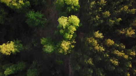 Aerial-Footage-of-bus-Driving-Through-Forest-Road