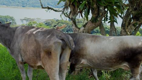 Vaca-Pastando-En-Pastizales-Abiertos-En-La-Fortuna---Costa-Rica