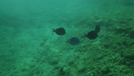 Unterwasseransicht-Von-Papageienfischen-Und-Kaiserfischen,-Die-Auf-Dem-Meeresboden-Schwimmen