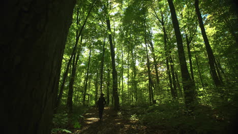 Wide-angle-view-of-woman-walking-through-the-forest-at-a-leisurely-pace