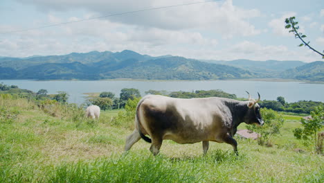 Kuh,-Die-Auf-Offenem-Grasland-In-La-Fortuna---Costa-Rica-Weidet