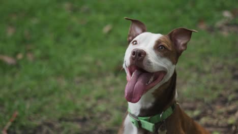 Brown-and-White-Pitbull-Terrier-With-Green-Collar-Smiling-and-Panting