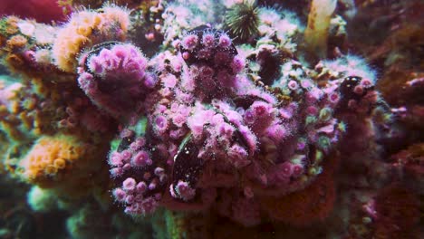 Hermosa-Anémona-De-Mar-Floral-Púrpura-Y-Naranja-Adherida-A-Los-Corales-En-La-Patagonia---Vida-Submarina---Primer-Plano