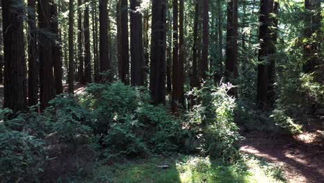 Tiefer-Im-Morgendlichen-Wald-Sehen-Wir-Sonnenstrahlen-Und-Licht-über-Den-Stehenden-Bäumen