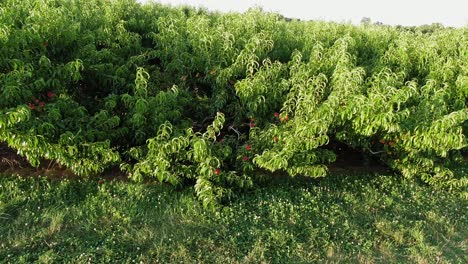 Sturmgeschädigter-Pfirsichbaum-Voller-Reifer-Früchte,-Die-Von-Wind,-Regen,-Gewitter-Getroffen-Wurden