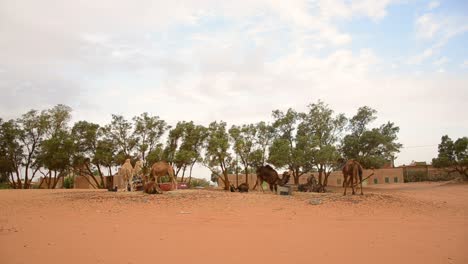 Kamele-Am-Eingang-Der-Sahara,-Marokko