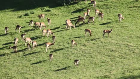 Ciervos-Manchados-En-Un-Exuberante-Prado-Forestal