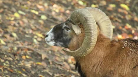 Mouflon,-Ovis-orientalis,-portrait-of-mammal-with-big-spiral-horns-walking-uphill-in-the-forest